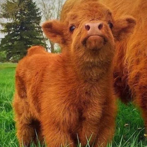 Meet your Posher, Jaylin